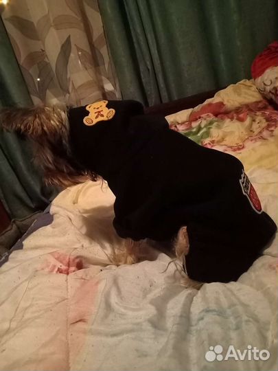 Толстовка с капюшоном для собаки