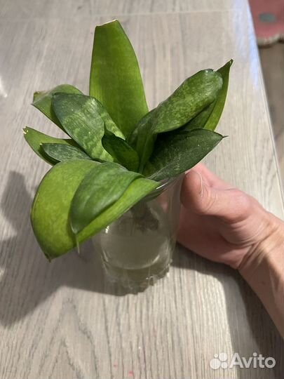 Сансевиерия