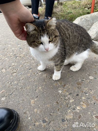 Кошечка в добрые руки
