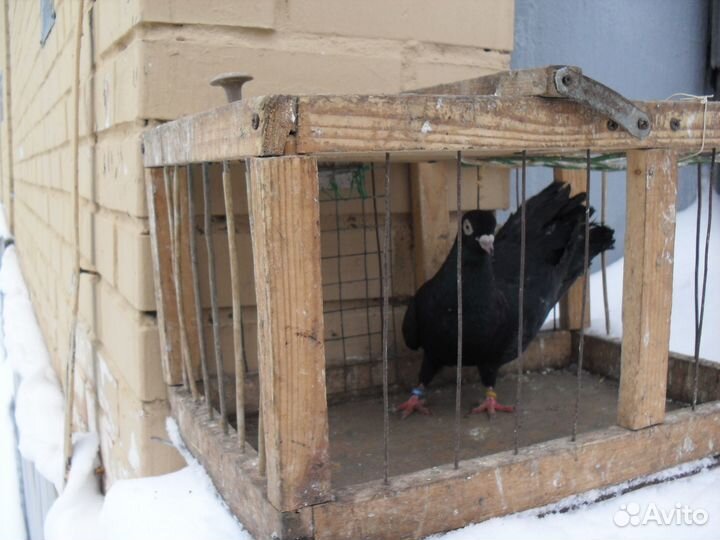 Продажа голубей турманов