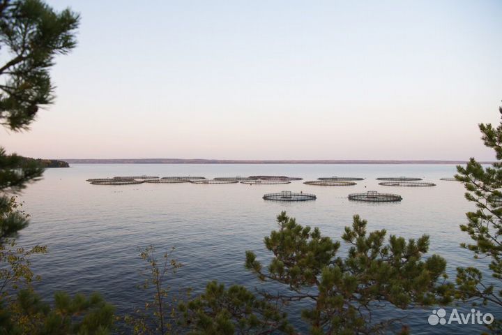 Лососевое масло для собак и кошек из Карелии