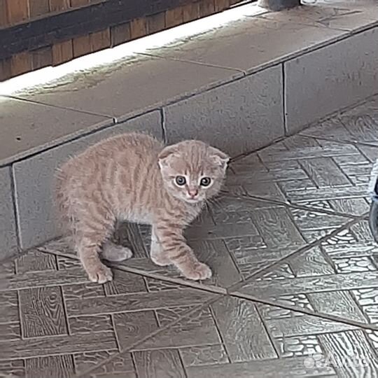 Шотландская вислоухая кошка бесплатно