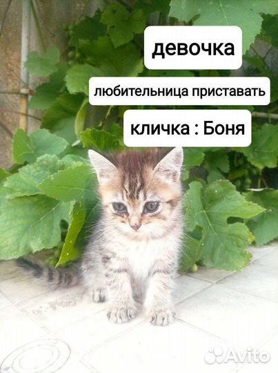 Котята в добрые руки