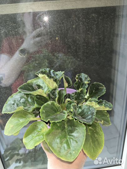 Фиалка сортовая