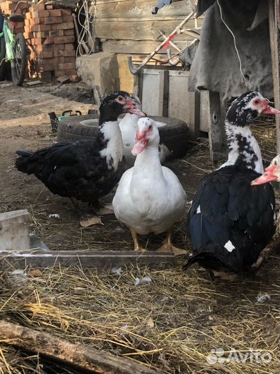 Мускусные утки тяжелые линии