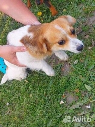 Собака в добрые руки щенок