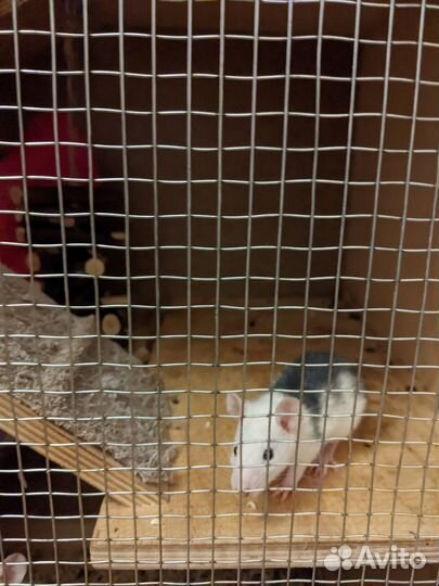 Декоративные крысята дамбо