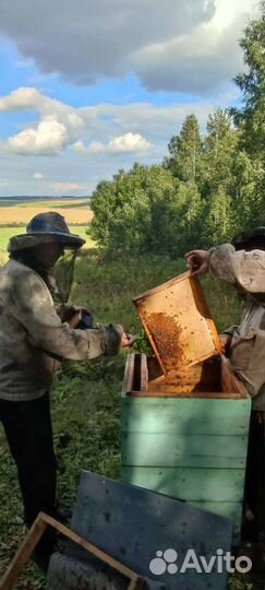 Натуральный зрелый мёд с пасеки