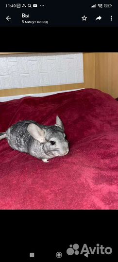 Семья 2 шиншиллы с клеткой