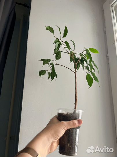 Шеффлера, фикус