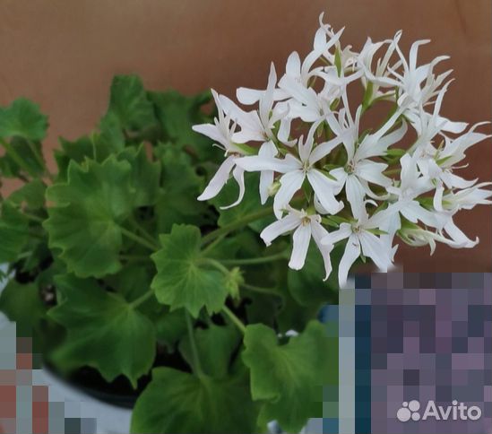 Пеларгония герань звездчатая