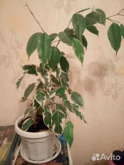 Фикус пестролистный