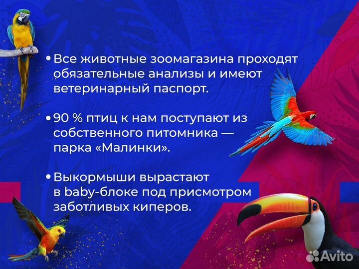 Индийский павлин