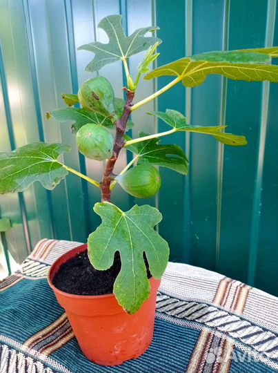 Инжир комнатный