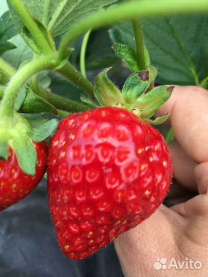 Рассада ремонтантной Клубники Итальянских сортов