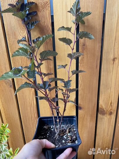 Пузыреплодник калинолистный - Диабло