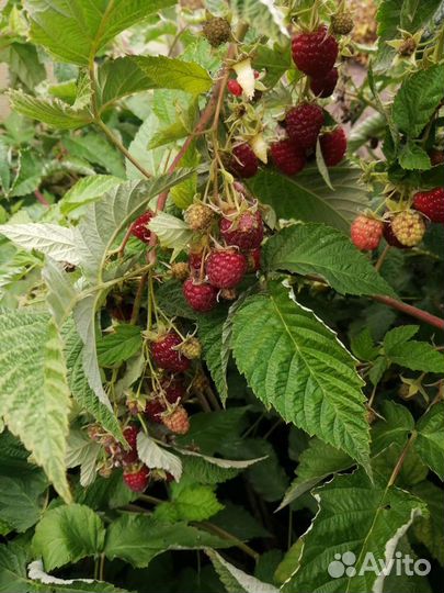 Продавец магазин Сад и Огород