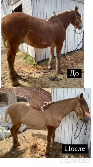 Стрижка лошадей