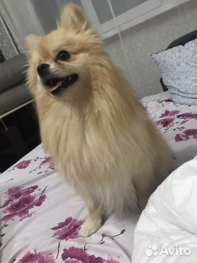 Передержка для собак и грызунов