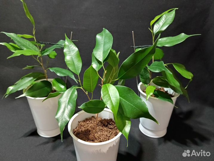 Фикус бенджамина