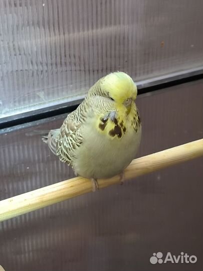 Попугай ввп чех