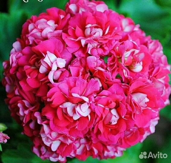 Пеларгония розебудная