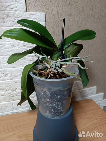 Фаленопсис Карибская мечта