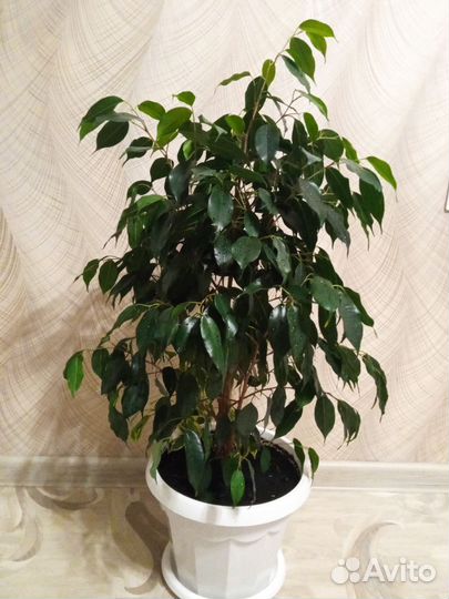 Фикус бенджамина