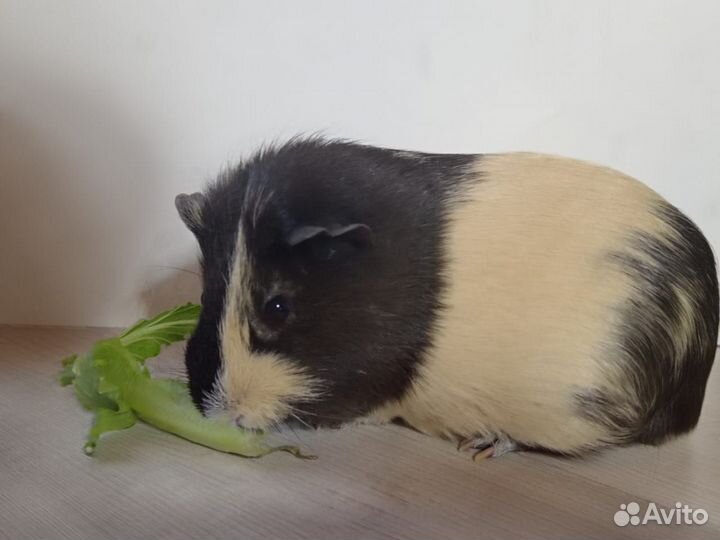 Морская свинка мальчик