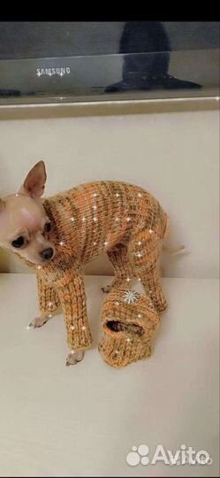 Одежда для маленьких собак