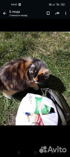 Кошка трёхшёрстная