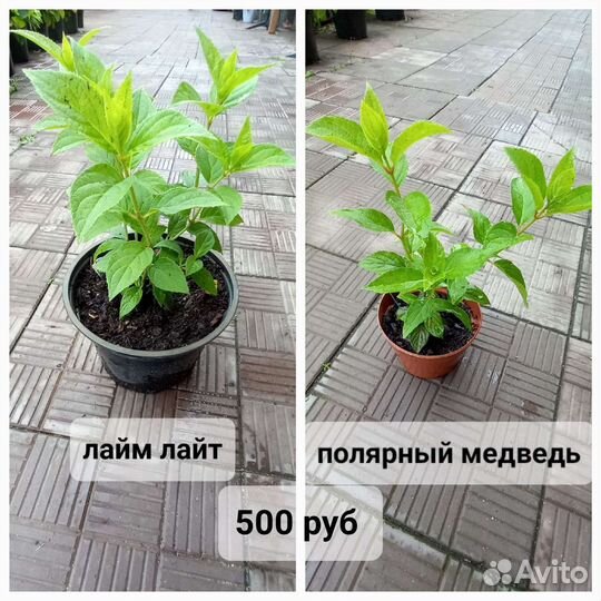 Метельчатые гортензии