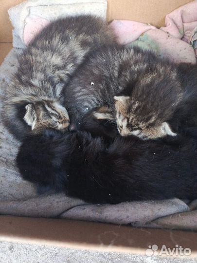 Маленькие котята