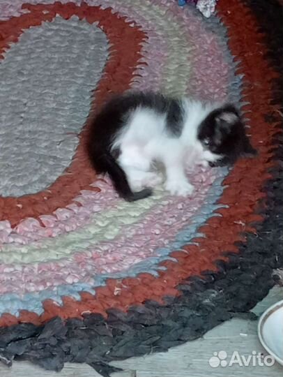 Кошка в дар бесплатно