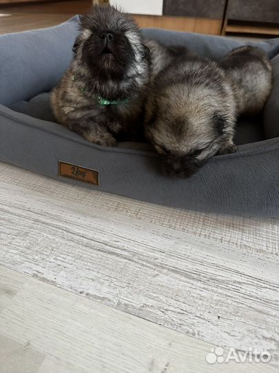 Кеесхонд-Внуки чемпиона Америки от заводчика РКФ