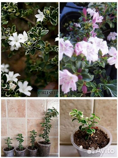 Комнатные растения, редкие и не очень