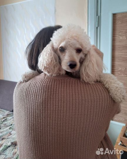 Передержка животных/зооняня