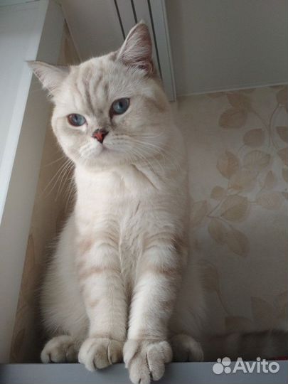 Британская