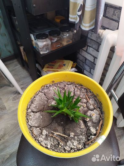 Комнатные цветы