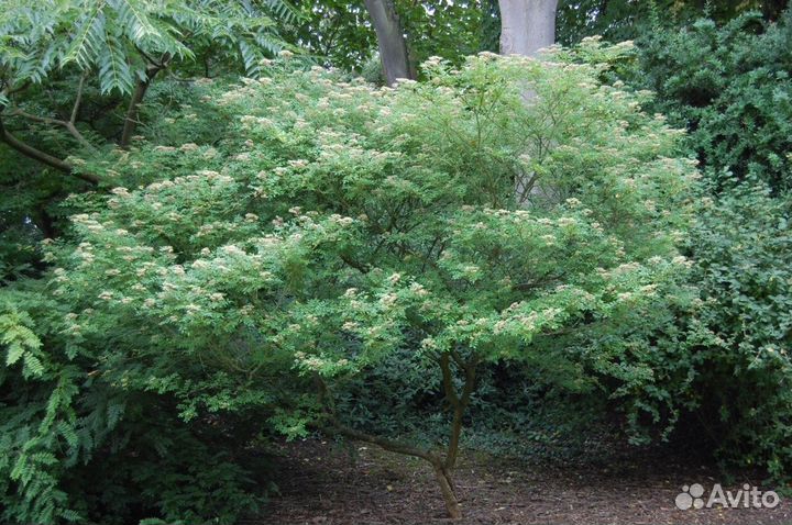 Сычуаньский перец (Зантоксилум), семена