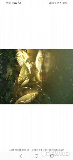 Жолтый карась