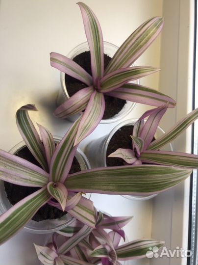 Традесканция Рео сетара