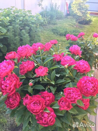 Саженцы пионов морозостойких