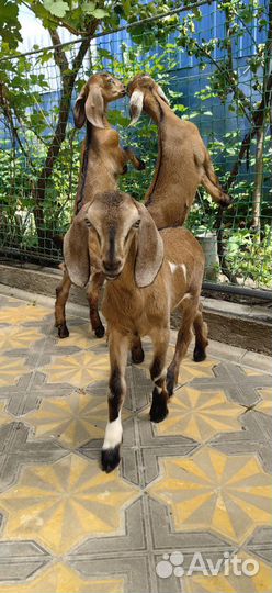 Англо нубийские козлята