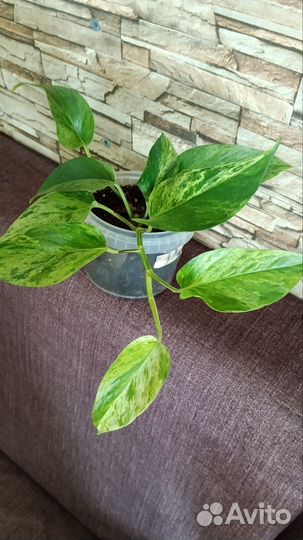 Лиана сциндапсус Джессина