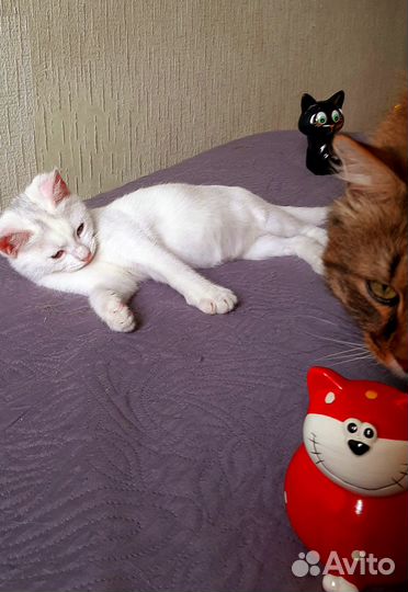 Отдам котенка