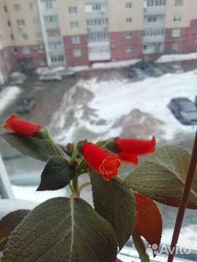 Колерия листики. Срез. Разные сорта