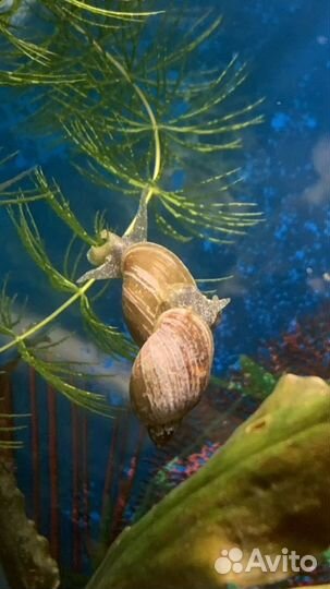 Улитка Покемон,отличный чистильщик