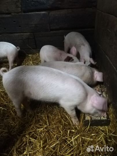 Поросята