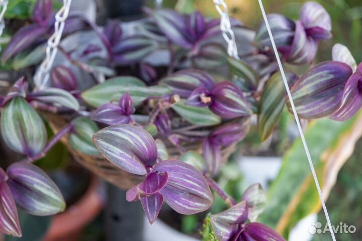 Традесканции сортовые